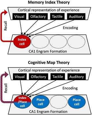 The Quest for the Hippocampal Memory Engram: From Theories to Experimental Evidence